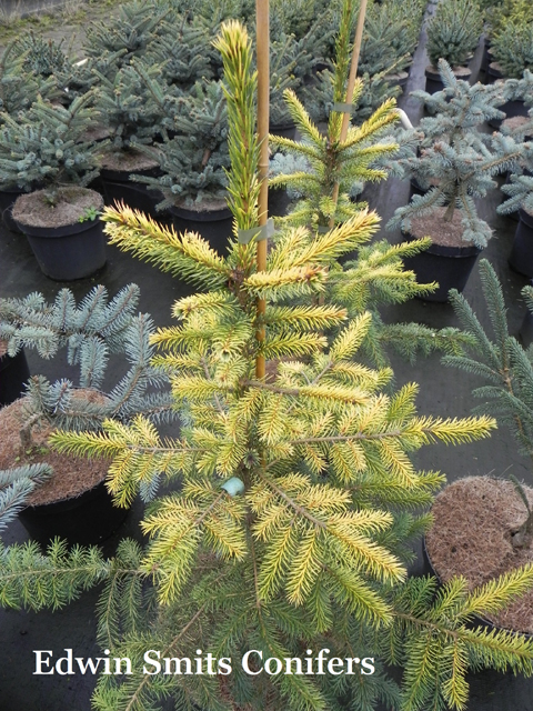 Picea omorika 'Golden Rain'